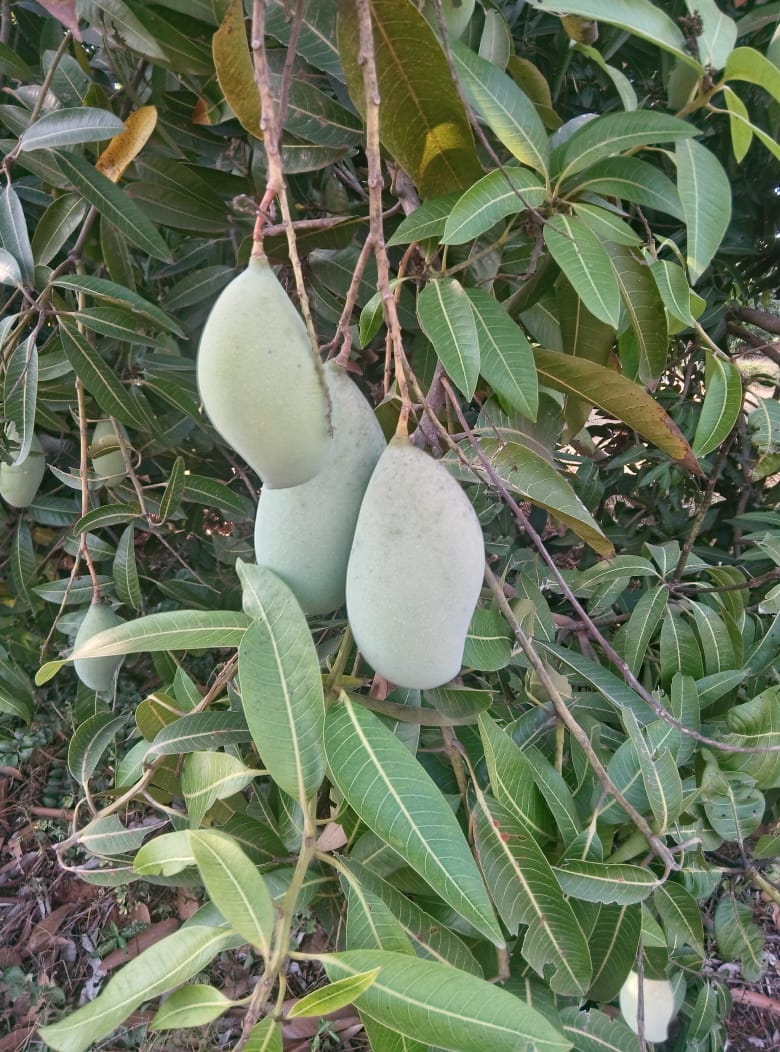 WhatsApp Image 2019-04-02 at 06.08.26