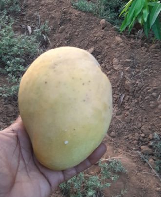 WhatsApp Image 2019-05-19 at 13.45.16