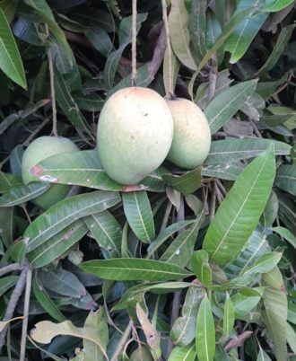 WhatsApp Image 2019-05-19 at 13.46.08 (1)